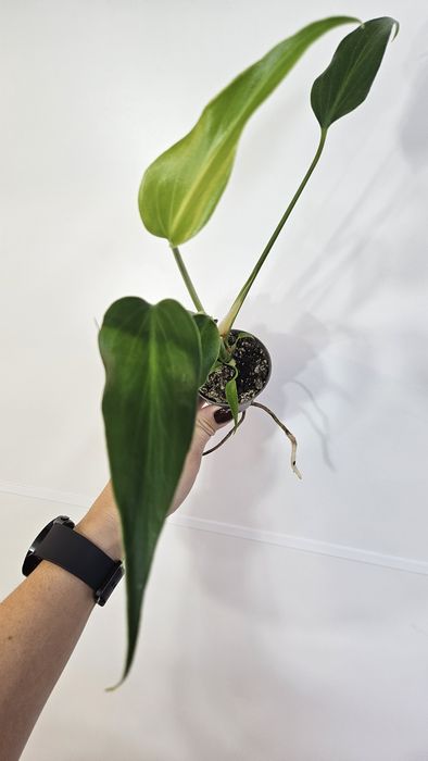 Monstera Burle Marx flame