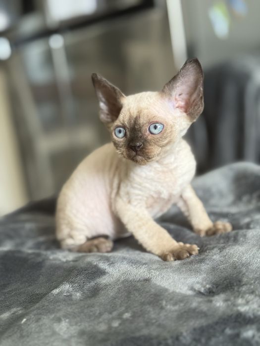 Nicolas Owieczkowy Raj*Pl Kot hodowlany devon rex