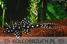 Acanthicus adonis - ODŁÓW - WF - Tarczobok - glonojad L-155