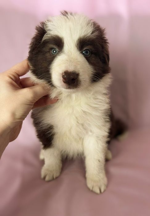 Border Collie piesek Karmel czekoladowy