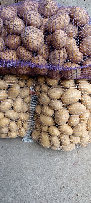 ziemniaki z certyfikatem ekologicznym - CATANIA ,DENAR,LORD,VINETA