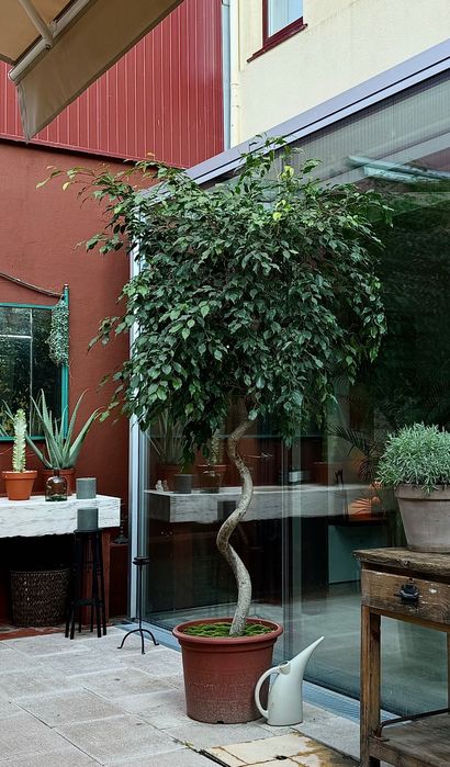 Lindas árvores à venda