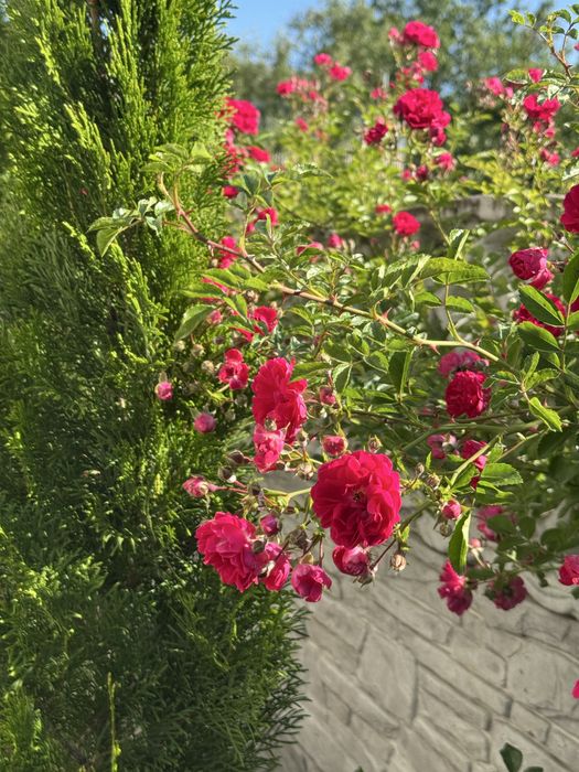 Роза плетистая розовая