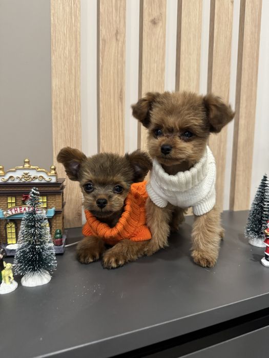 Мікро мультяшні малюки мальтипу помапу пудель