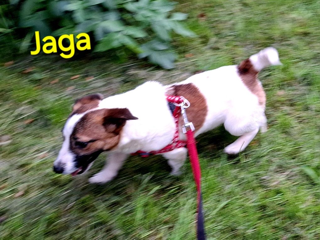 Jaga śliczna !!! suczka Jack Russell krótkie nóżki RODZIICE Whodowli