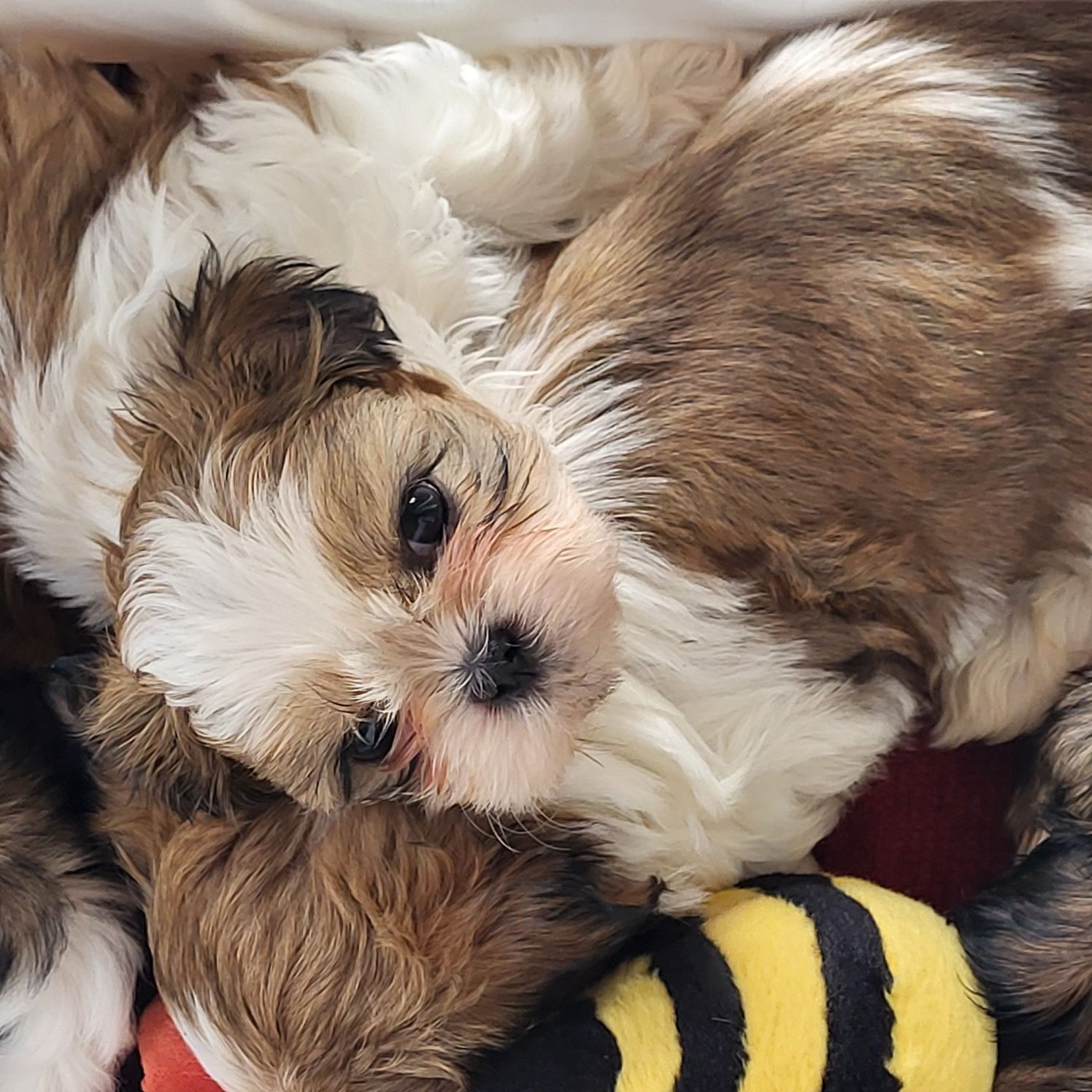 Shihtzu shih-tzu pies rodowodem samiec