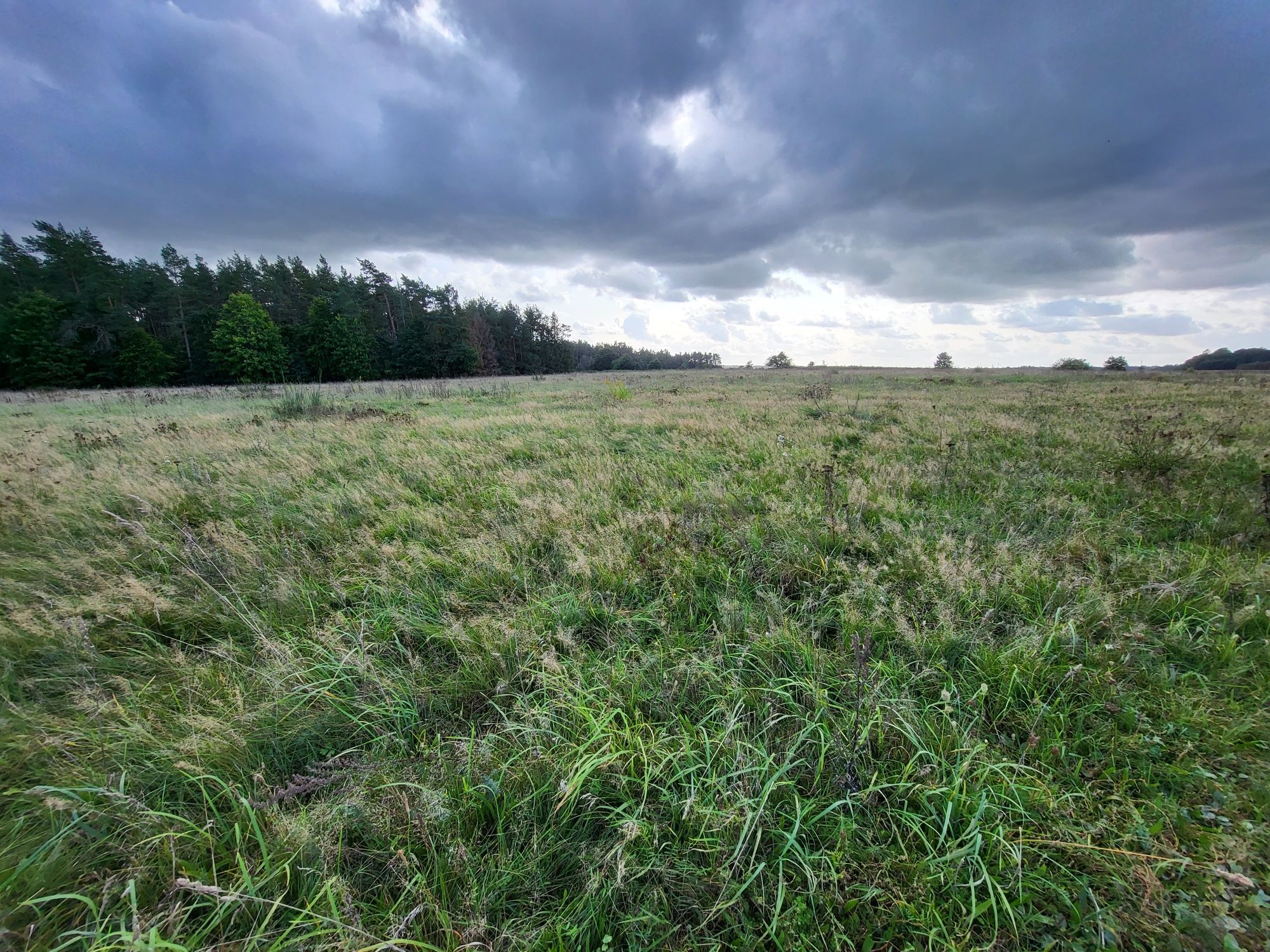 Oddam łąki do koszenia 10,36ha