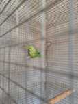 Macho Ring Neck verde