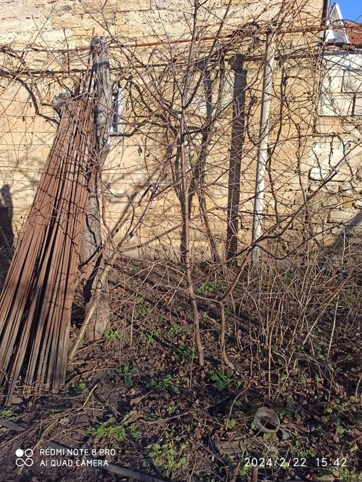 Продам саженцы вишни