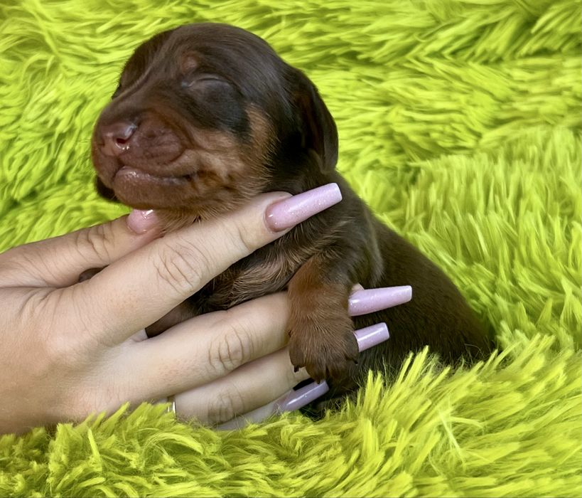 Jamnik Miniaturowy/cudowny piesio