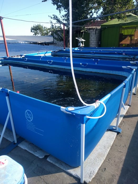 Комплект обладнання Новий для вирощування креветки Макробрахіум Розенб