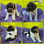Lagotto Romagnolo FCI – biało-brązowy piesek, miot STRANGER, Trufflove