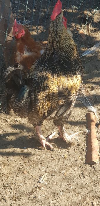 Galos caseiros de raça