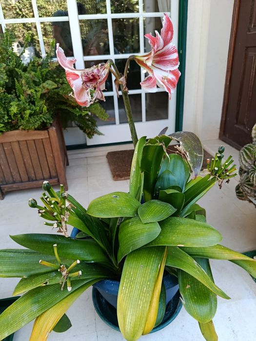 Flor vermelha e branca em vaso verde