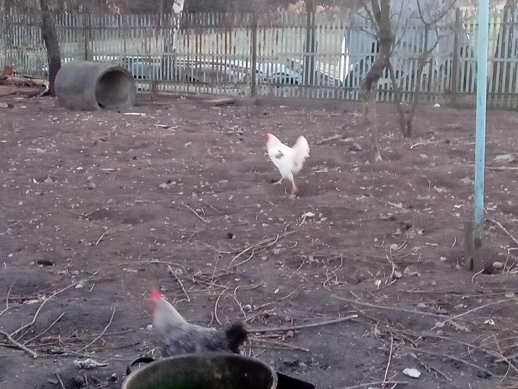 Koguty z jesieni