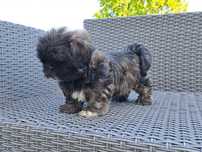Shih tzu  piesek  mały