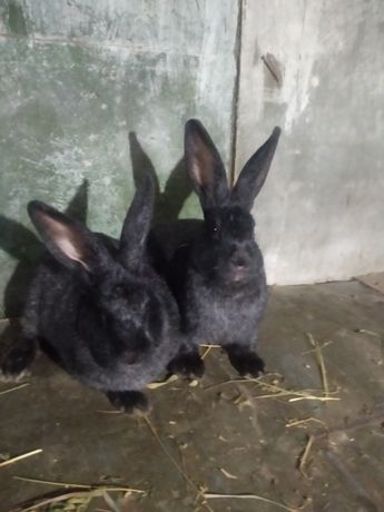 Кролики сріблясті