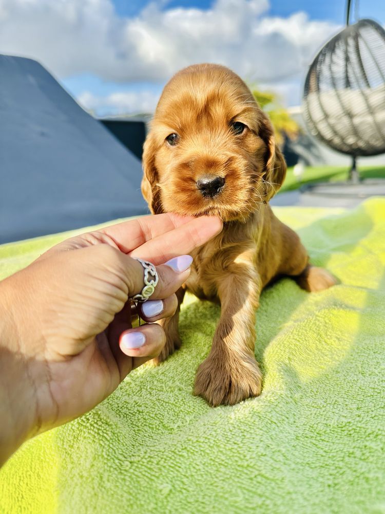 Cocker menino lindo