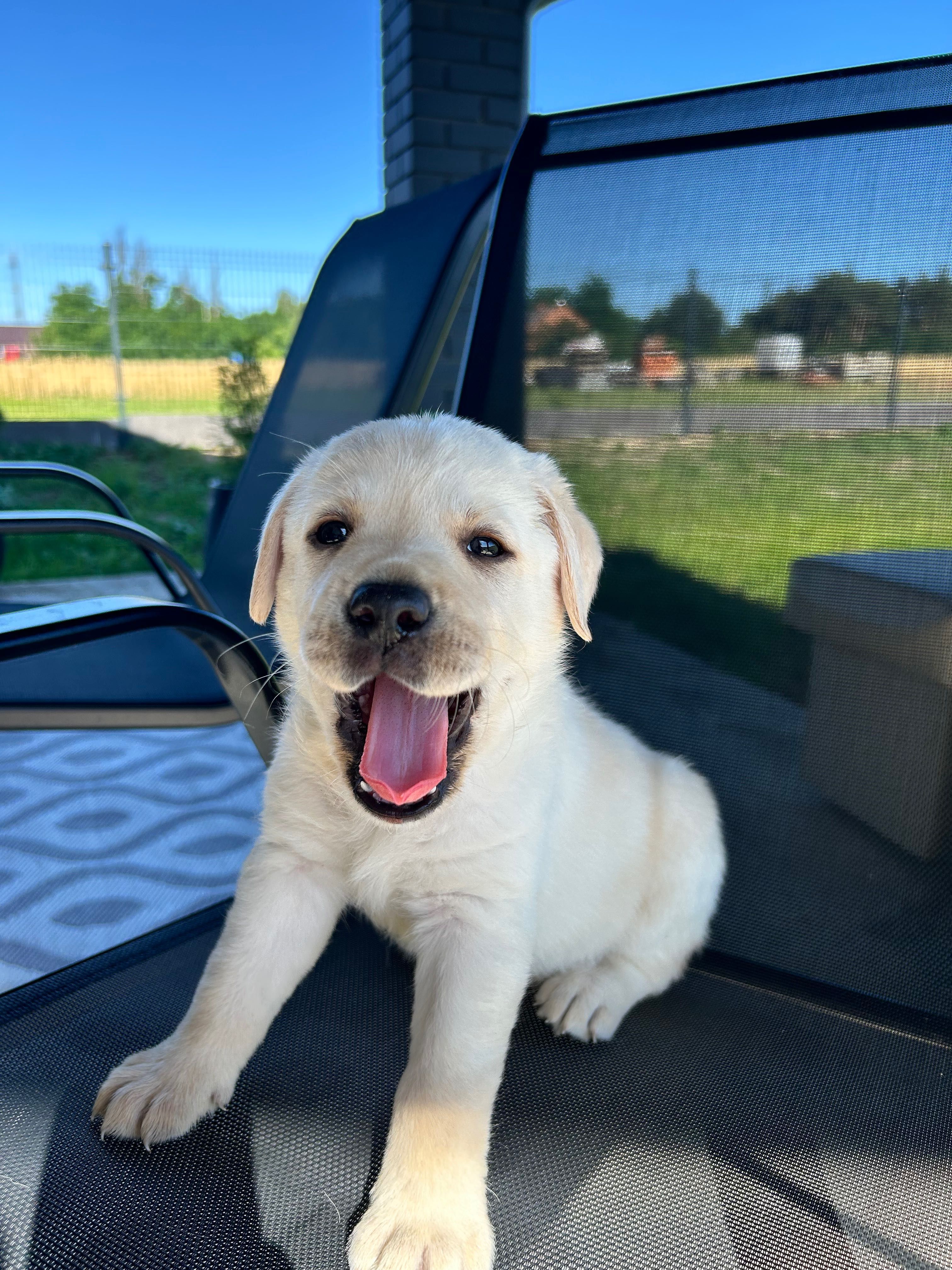 Labrador retriever pies