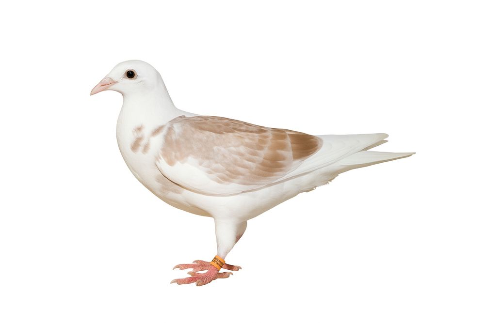 Pombos correios das fotos para venda