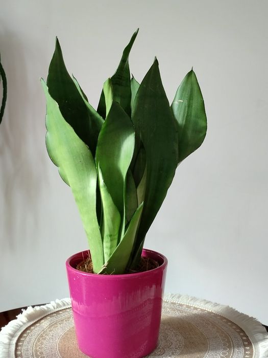Sansevieria  Moonshine nadwyżka