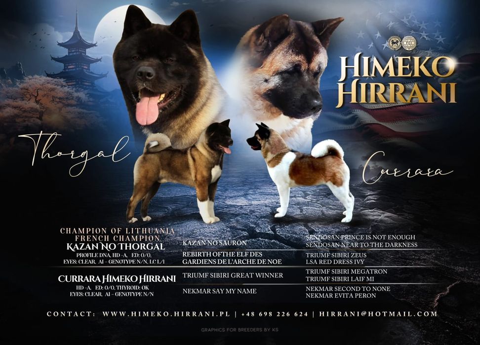 Akita Amerykańska  Himeko Hirrani  FCI