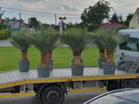 Juka rostrata palma yucca 150cm okazja