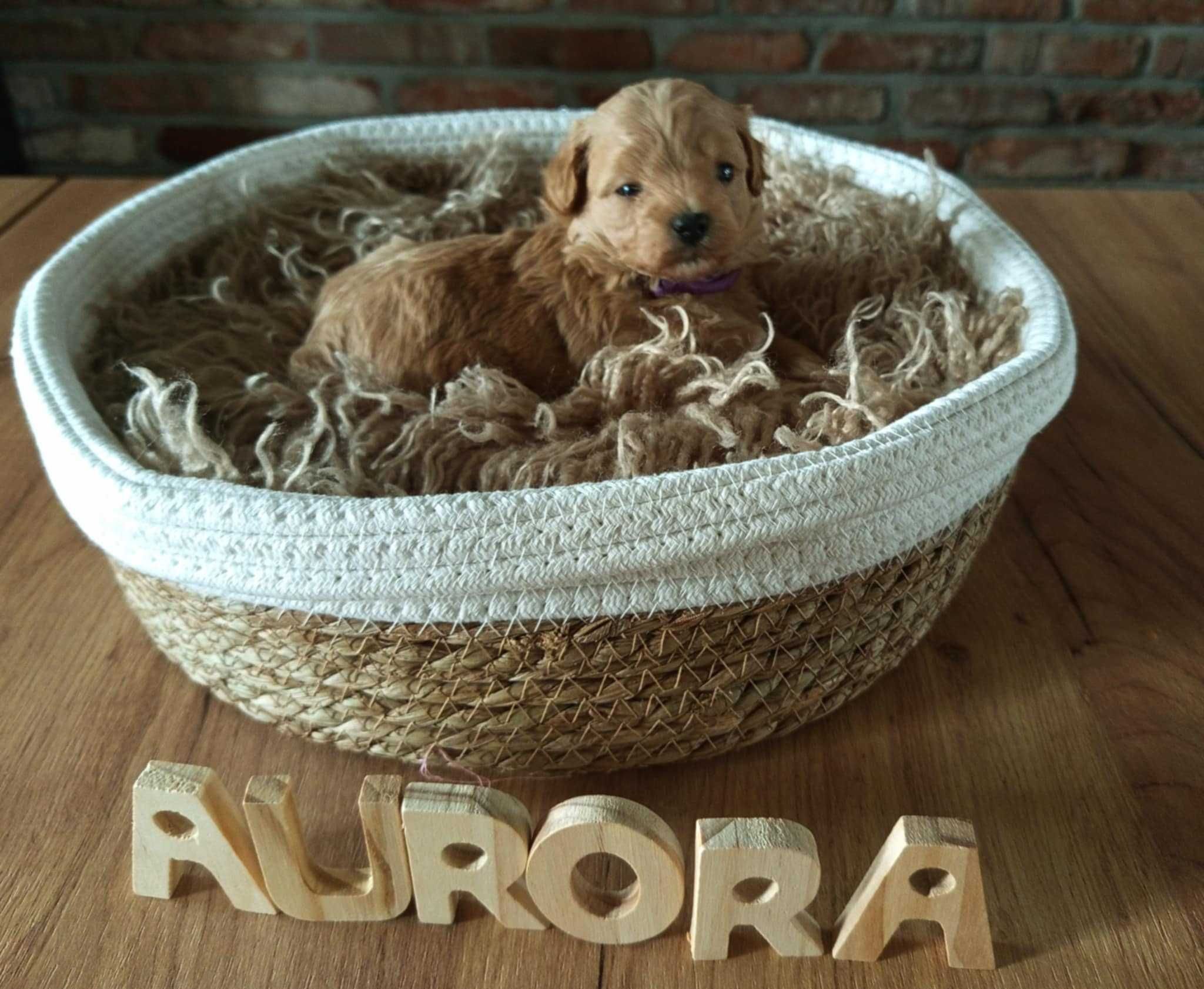 Maltipoo F1 Aurora zarezerwowana