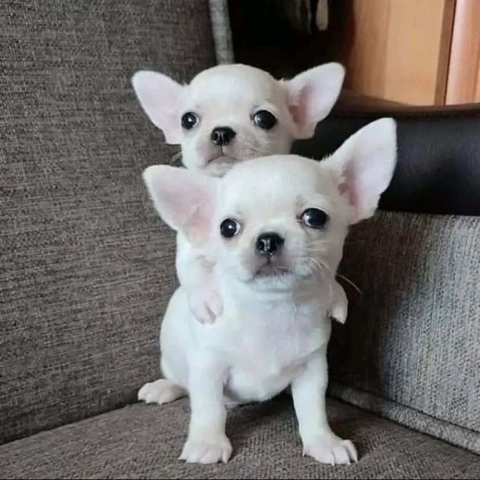 Милые мальчуганы Чихуахуа.