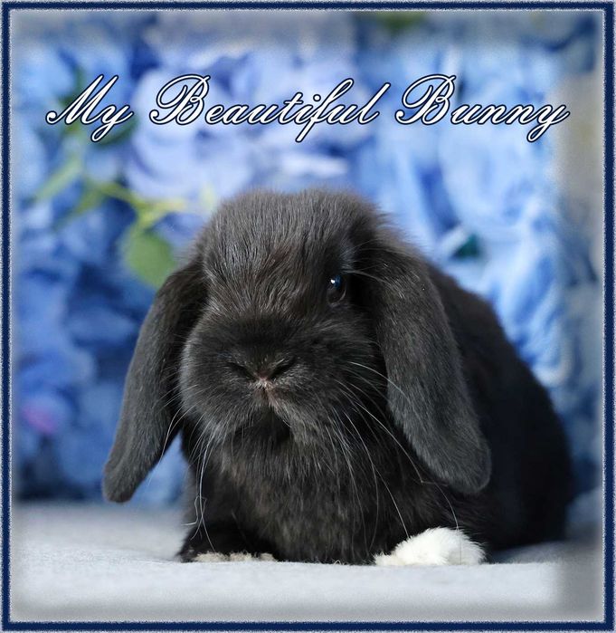 Piekny Królik Mini Lop - Black