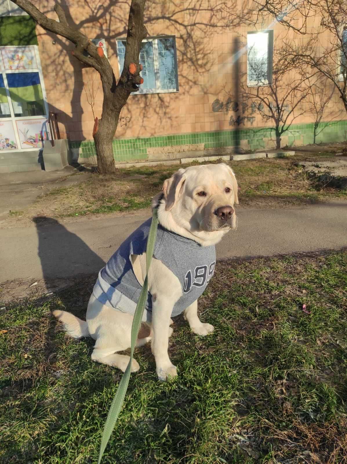 Лабрадор ретривер запрошує на в'язка. Документи КСУ, чудовий родовід