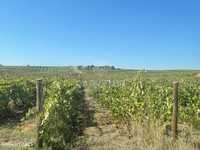 Propriedade com 18 hectares, com olival e vinha em Torres...