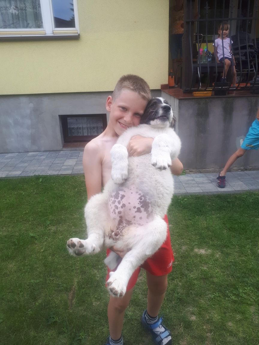 Owczarek srodkowoazjatycki