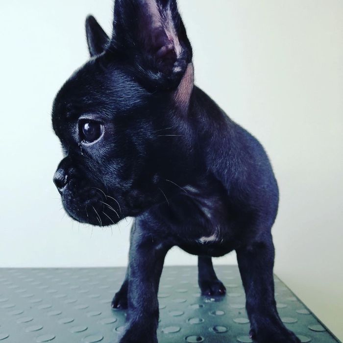 Стрижка собак  . УЗ чистка зубов.Центр города