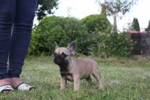 Buldog francuski- RAMZES