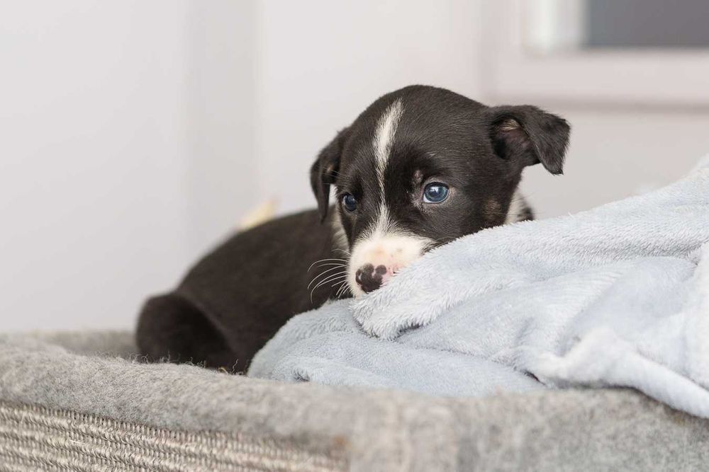 szczeniaki szukają domów schronisko Zgierz-aktualne