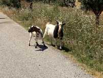 Casal de cabras anãs