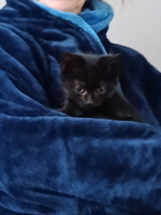 Отдам котенка в добрые руки