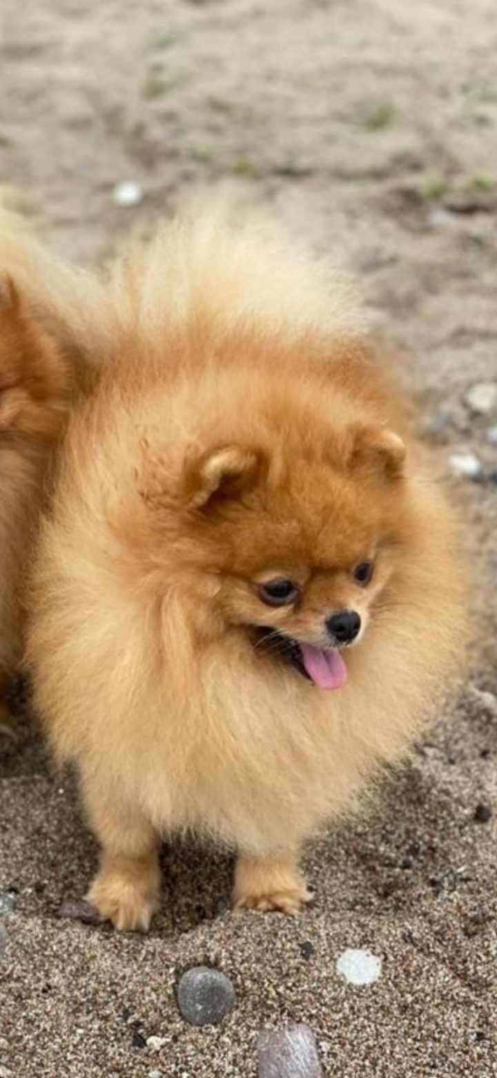 Pomeranian piesek cream po rodzicach FCI