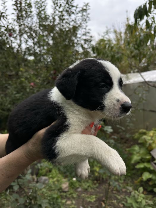 Безкоштно та терміново