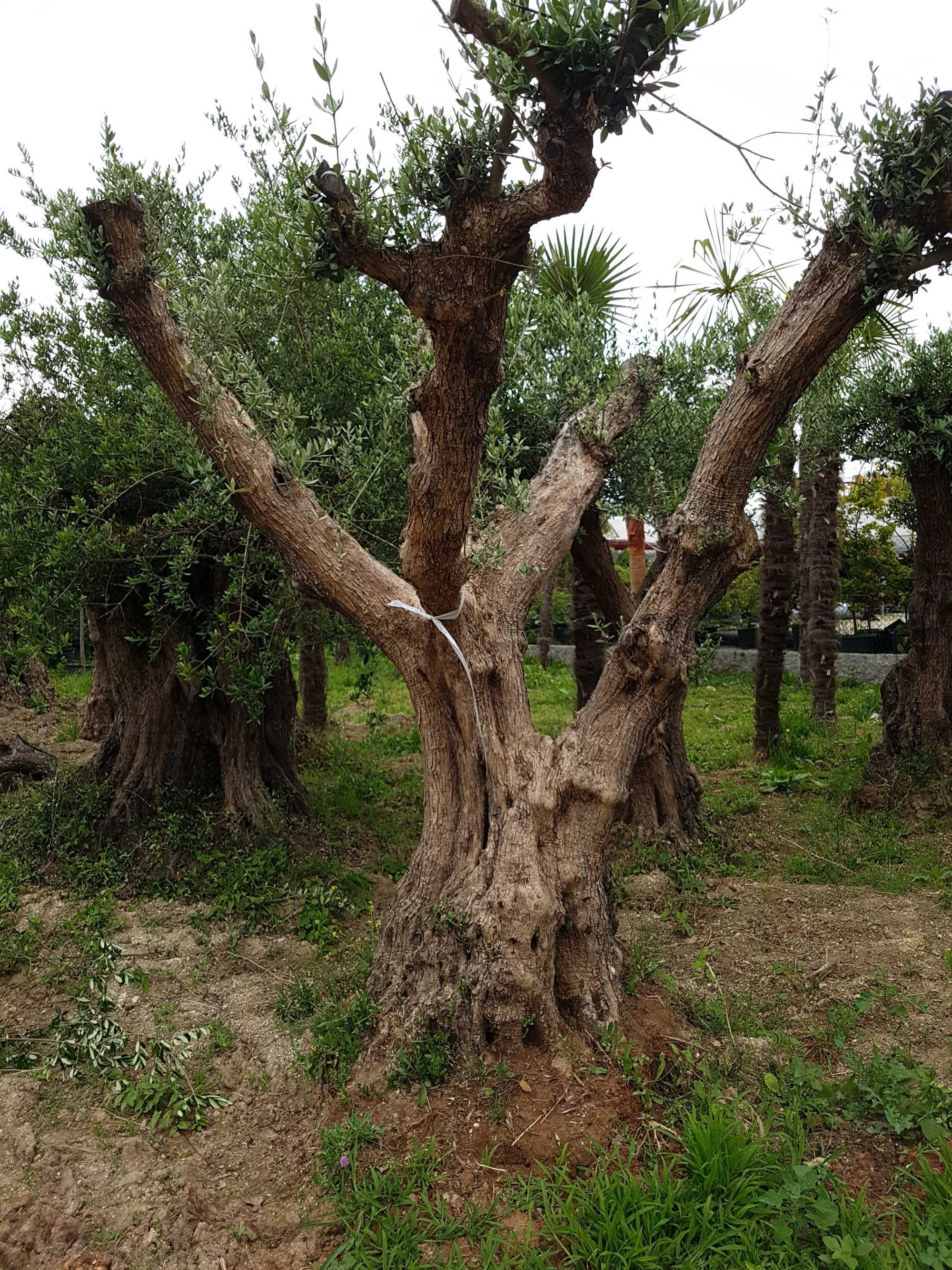 Oliveiras Milenares e centenárias