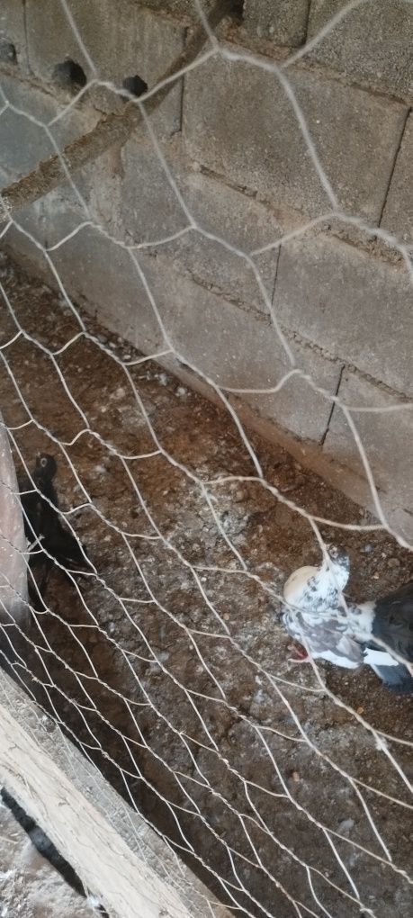 Vendo pombas de leque