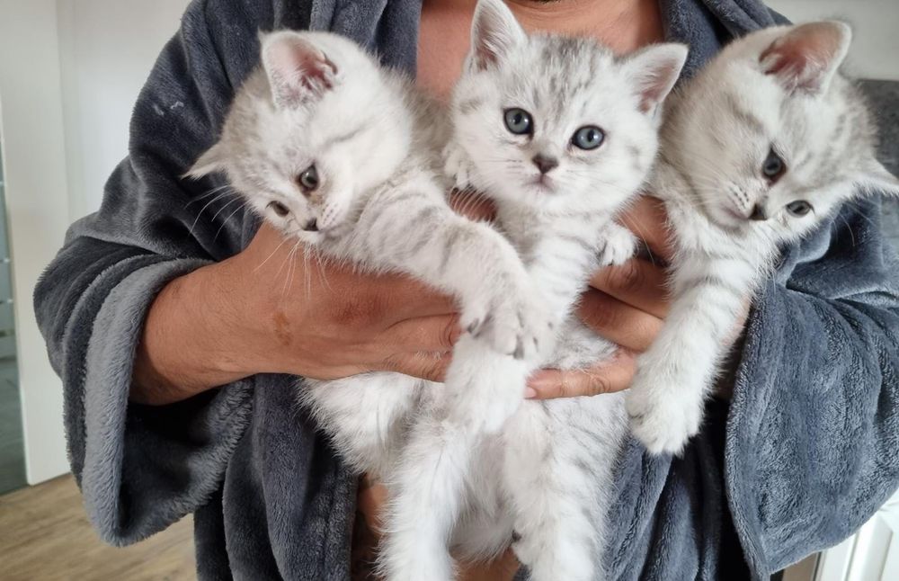 Британский кот на вязку с отличной родословной.