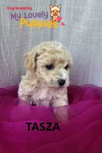 Maltipoo,  dziewczynka TASZA