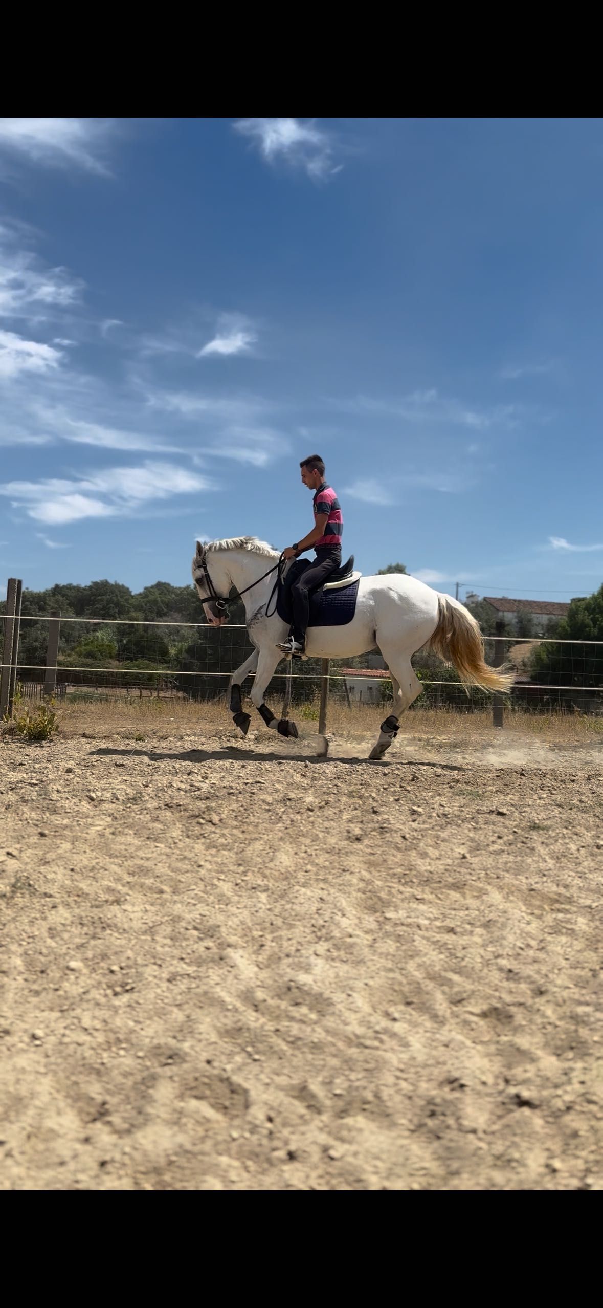 Cavalo puro sangue lusitano