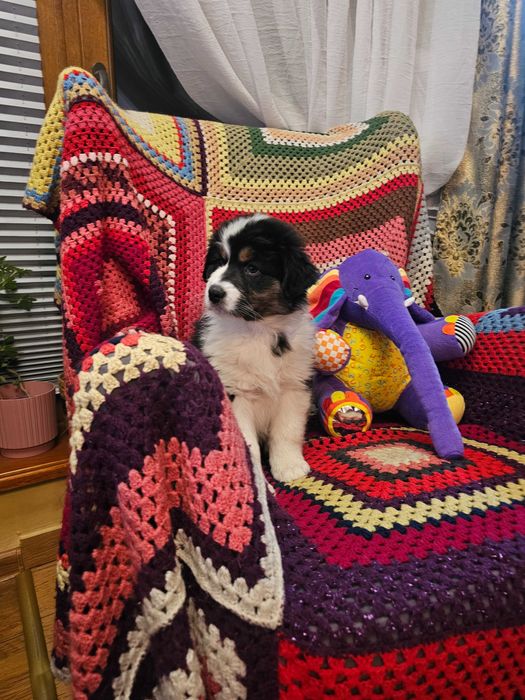 Owczarek Australijski (AUSSIE) - Black tri -  ZKwP - FCI