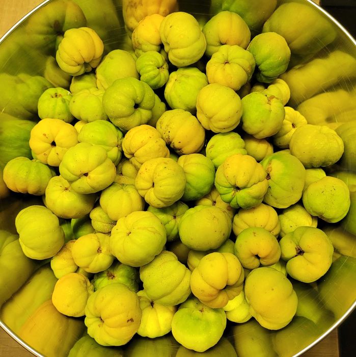 pigwowiec japoński 1/5 kg dereń
