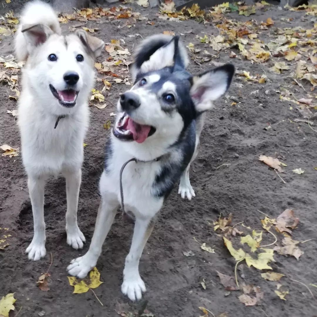 Kira i Riko to rodzeństwo Szukają Domu Razem lub Osobno Z Innym Psem