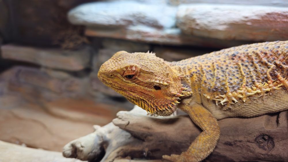 Terrarium  duże masywne