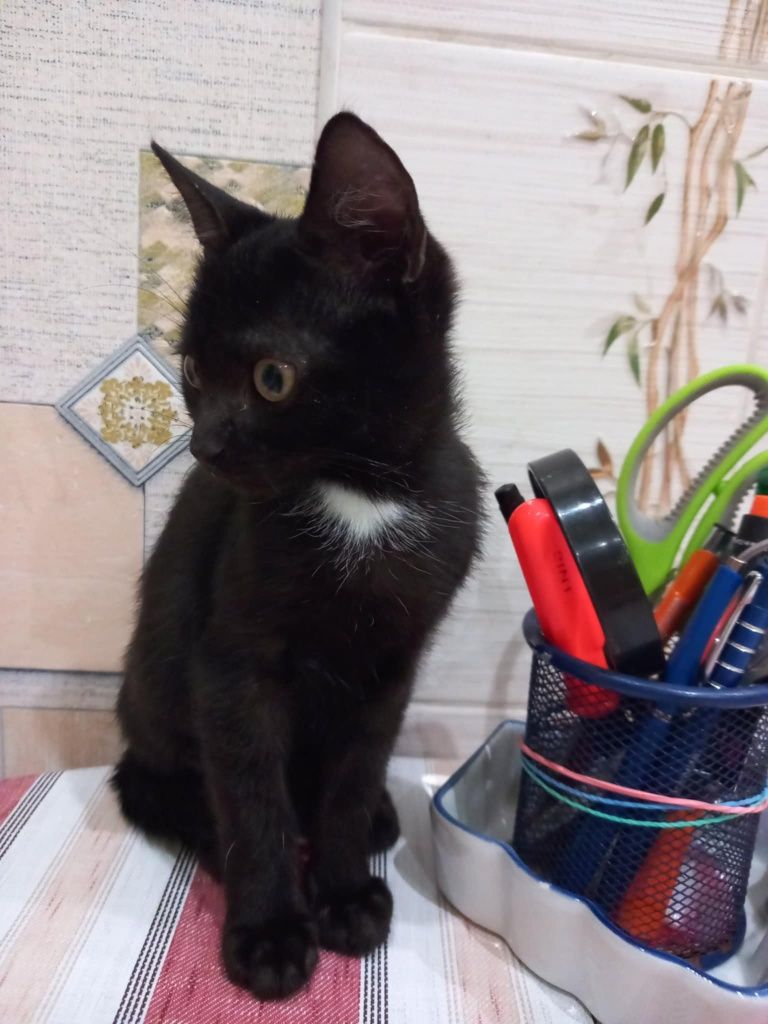 Безкоштовно в добрі руки котики